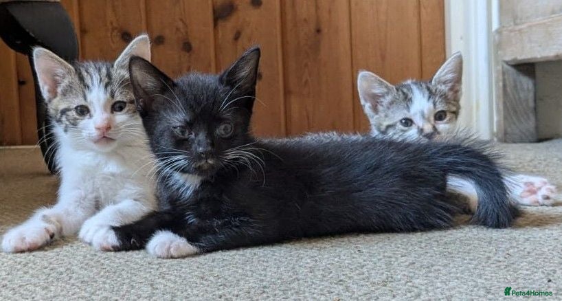 British Shorthair cats Friendly little kittens for sale - Advert 5