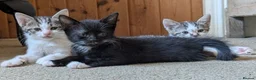 British Shorthair cats for sale: Friendly little kittens for sale - Advert 1