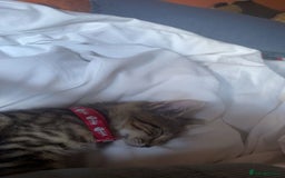 Bengal cats for sale: beautiful bengal kitten  - Image 13