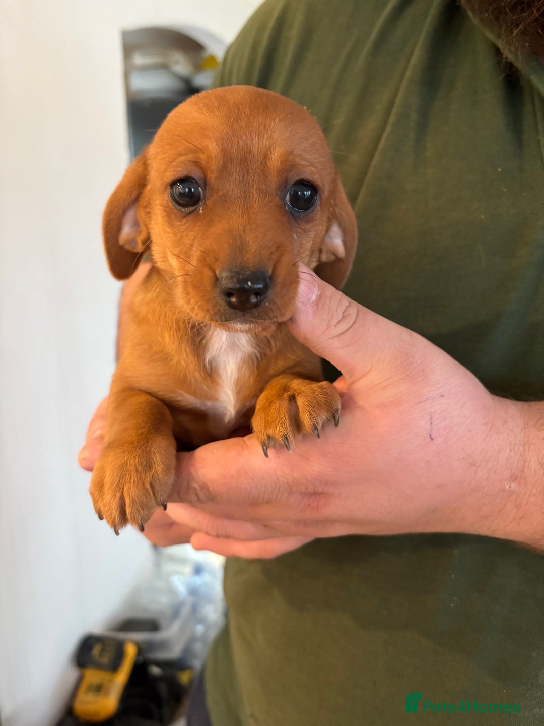 Chihuahua dogs for sale: Dachshund cross chihuahuas Puppys  - Advert 2