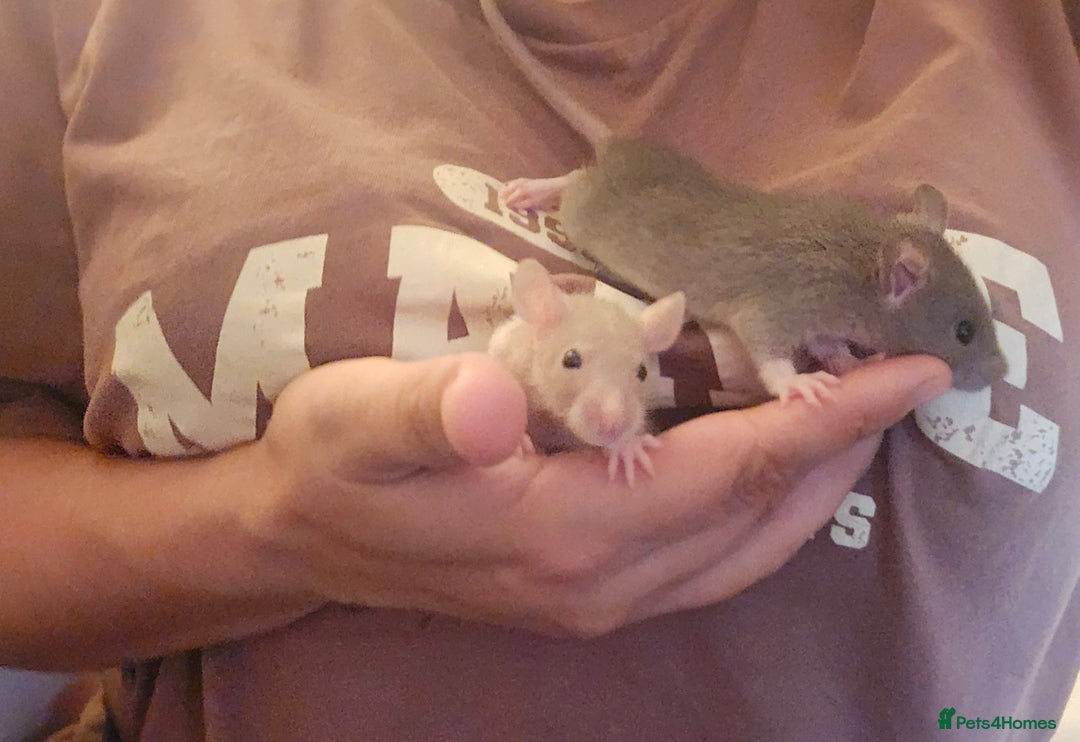 Rat rodents for sale: 5 girls and 3 boys available  - Image 10