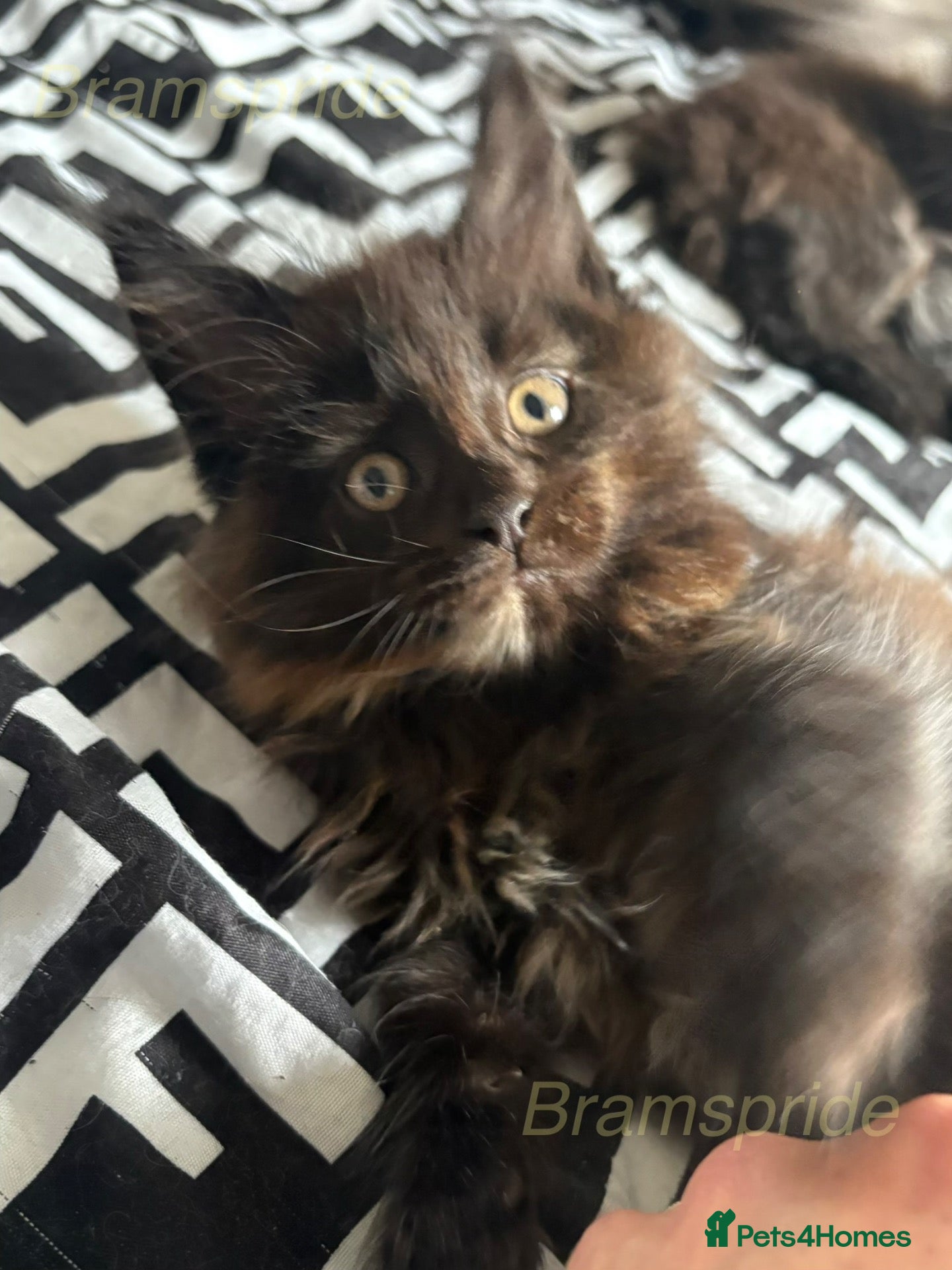 Maine Coon cats Registered GCCF cuddly Maine coon babies - Advert 2