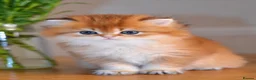 British Shorthair cats for sale: GCCF/TICA Stunning Golden BSH/BLH Kittens - Advert 27