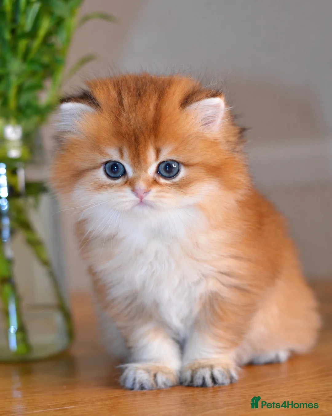 British Shorthair cats for sale: GCCF/TICA Stunning Golden BSH/BLH Kittens - Advert 27