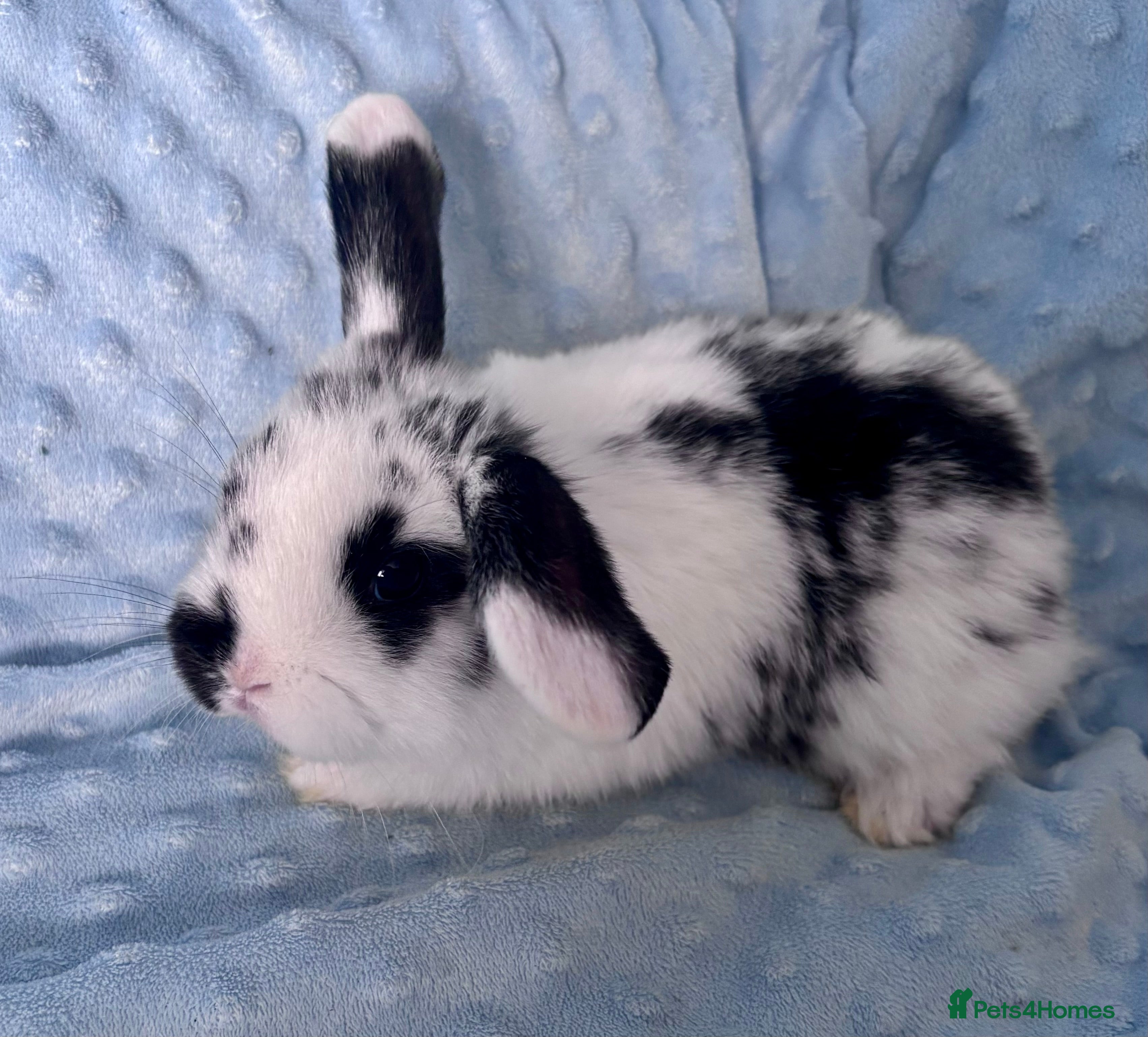 Mini Lop rabbits 🐰 Beautiful Mini Lop Baby Bunnies– Ready to go - Advert 18