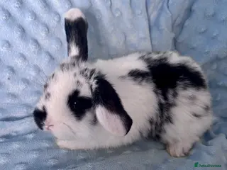 Mini Lop rabbits 🐰 Beautiful Mini Lop Baby Bunnies– Ready to go - Advert 18