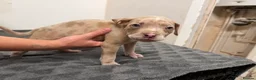 American Bully dogs for sale: American pocket bully puppies for sale 🐾 - Advert 16
