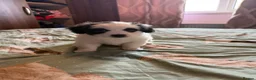 Mixed Breed dogs for sale: Bichon Maltese - Advert 6