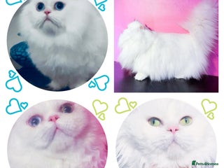 Napoleon cats White Napoleon Minuet Persian Munchkin Rug hugger - Advert 1