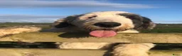 Old English Sheepdog dogs for sale: Old English sheep dog puppies  - Advert 8