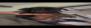 Rottweiler Puppy 4