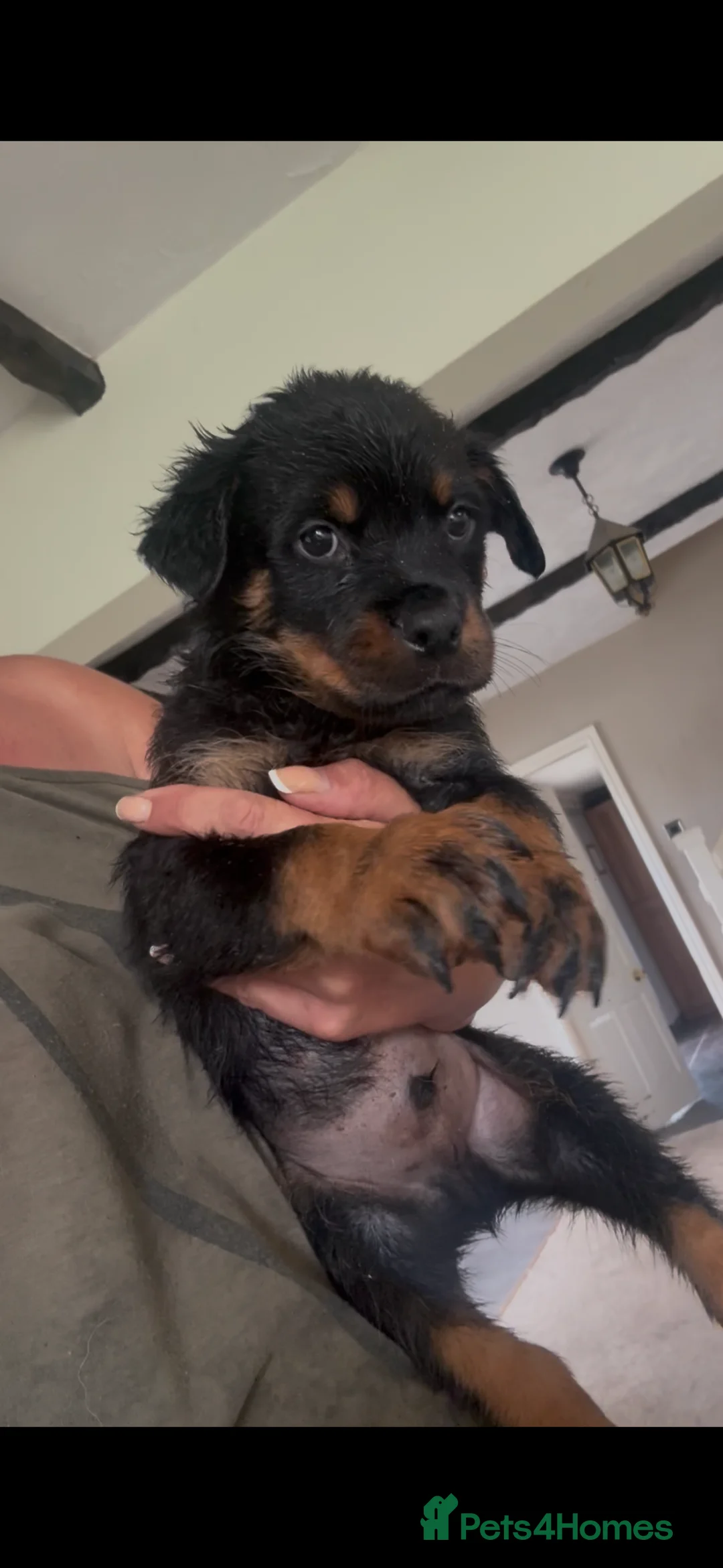 Rottweiler dogs for sale: Stunning litter of Rottweiler babies  - Advert 2