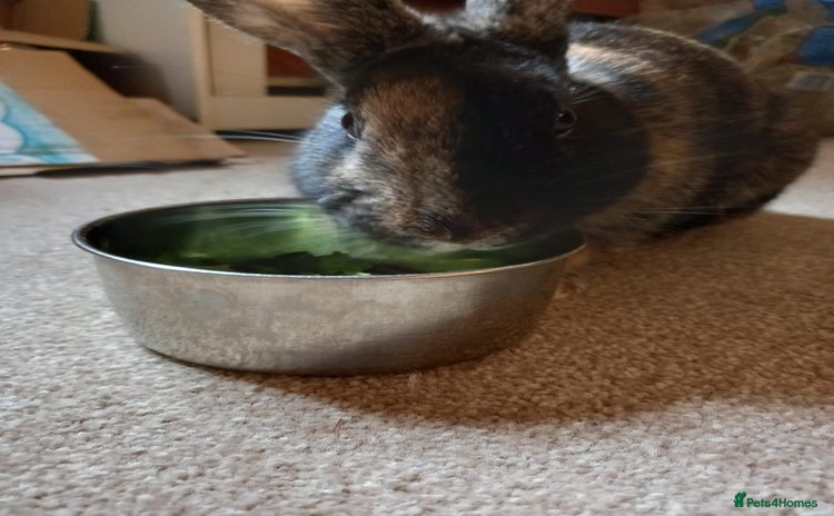 Mixed Breed rabbits - Advert 1