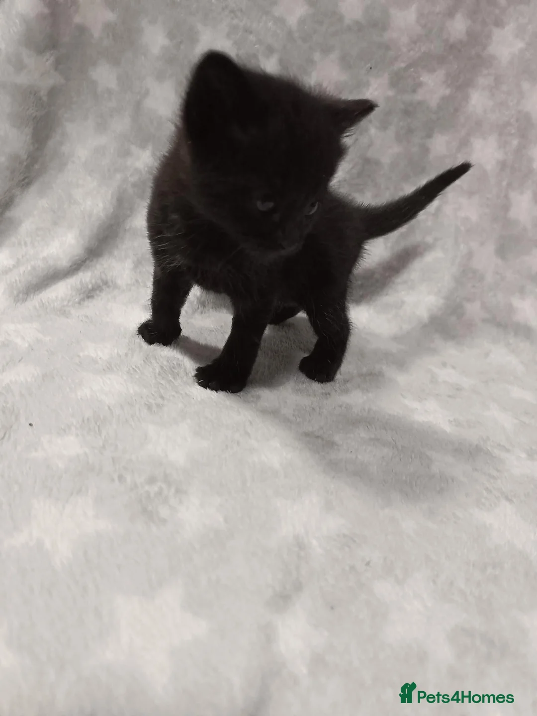 Ragdoll cats for sale: Beautiful ragdoll mix kittens  - Advert 3