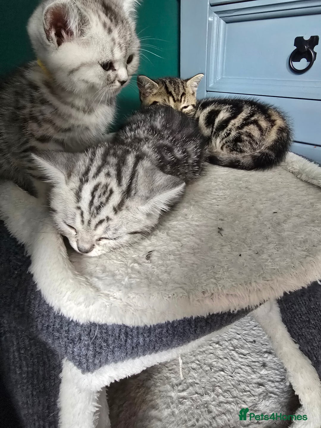 British Shorthair cats for sale: Beautiful gccf registered bsh kittens  - Image 23