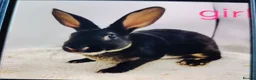 Rex rabbits for sale: Lovely mixed litter mini rex - Advert 5