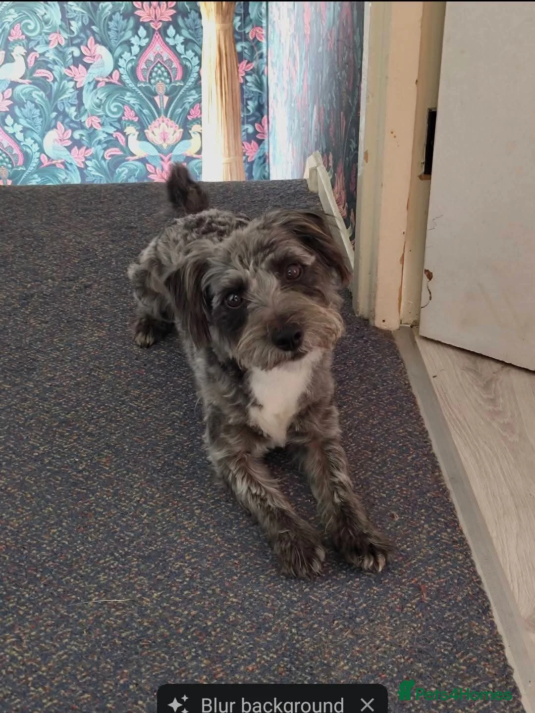 Jackapoo dogs for stud: Jackapoo Buddy For Stud - Advert 5