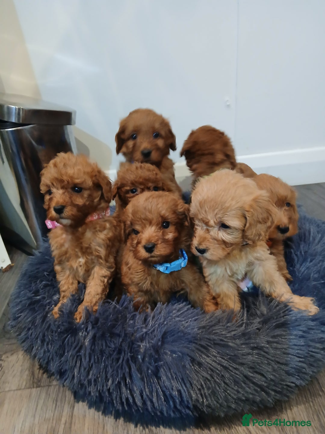 Cockapoo dogs for sale: Stunning red F1B cockapoo puppies  - Advert 14