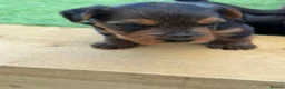 Yorkshire Terrier dogs for sale: Yorkshire Terrier  in Colchester - Advert 29