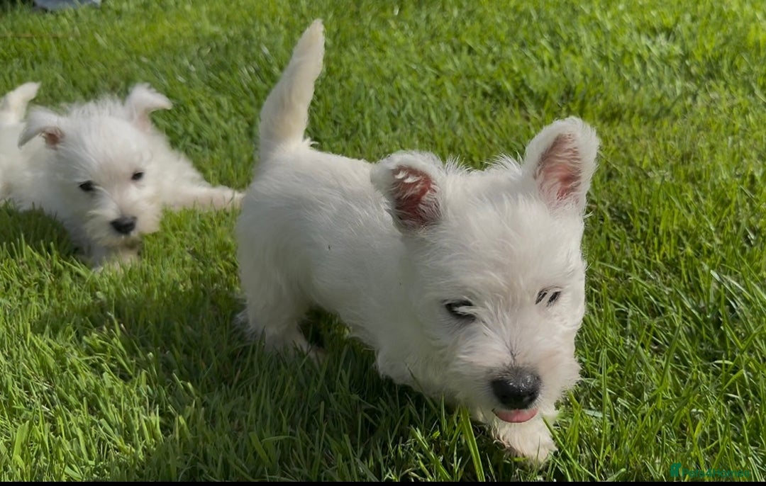 West Highland Terrier dogs for sale: West Highland Terriers show bloodlines - Image 15