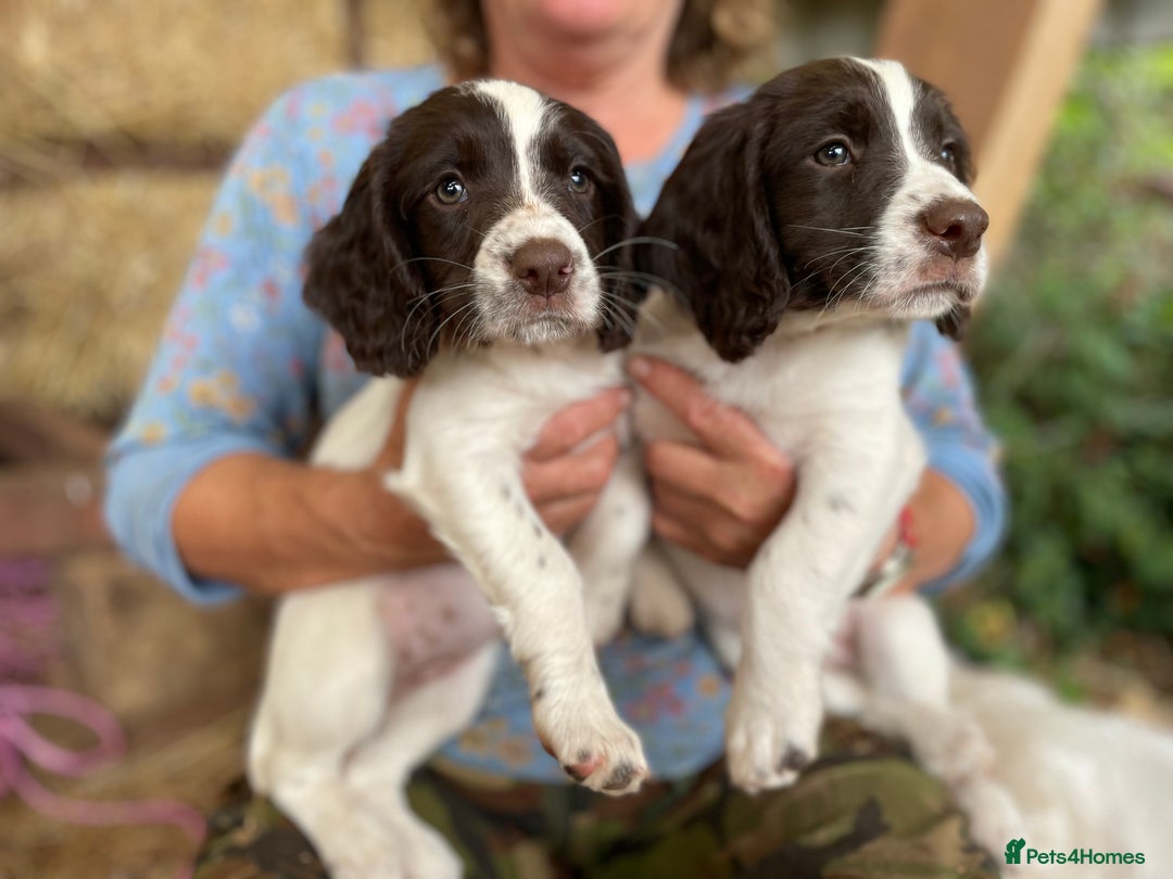 English Springer Spaniel dogs for sale: English springer spaniel puppies - Image 2