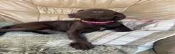 German Shorthaired Pointer dogs for sale: Stunning boy and girls  - Advert 12