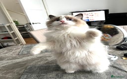 Ragdoll cats for stud: 5 Pedigree TICA European Famous R-Bloodline  in London - Image 8