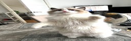 Ragdoll cats for stud: 5 Pedigree TICA European Famous R-Bloodline  in London - Advert 8