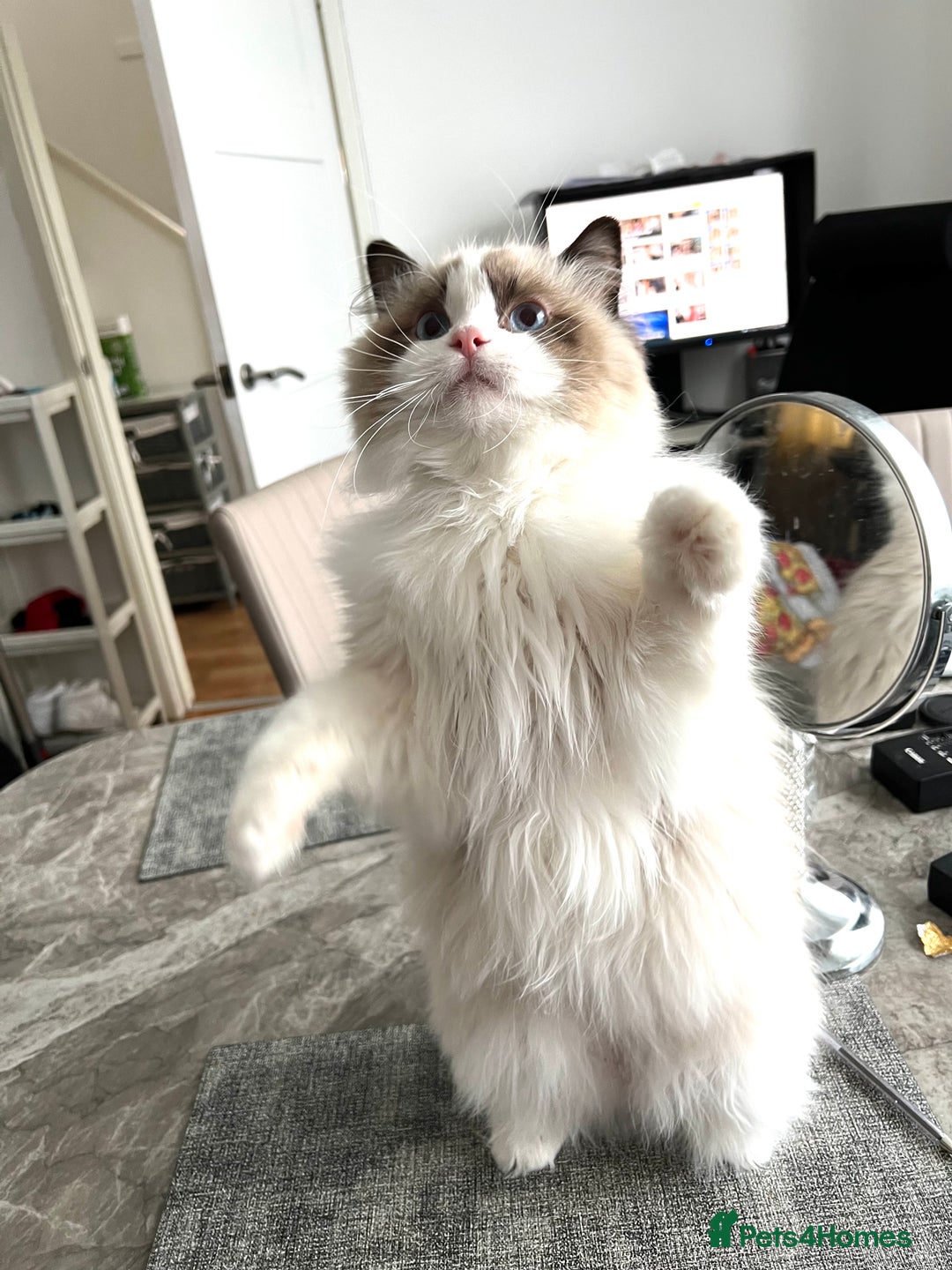 Ragdoll cats for stud: 5 Pedigree TICA European Famous R-Bloodline  in London - Image 8