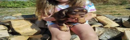 Cocker Spaniel dogs for sale: Cocker Spaniel Puppies  - Advert 20