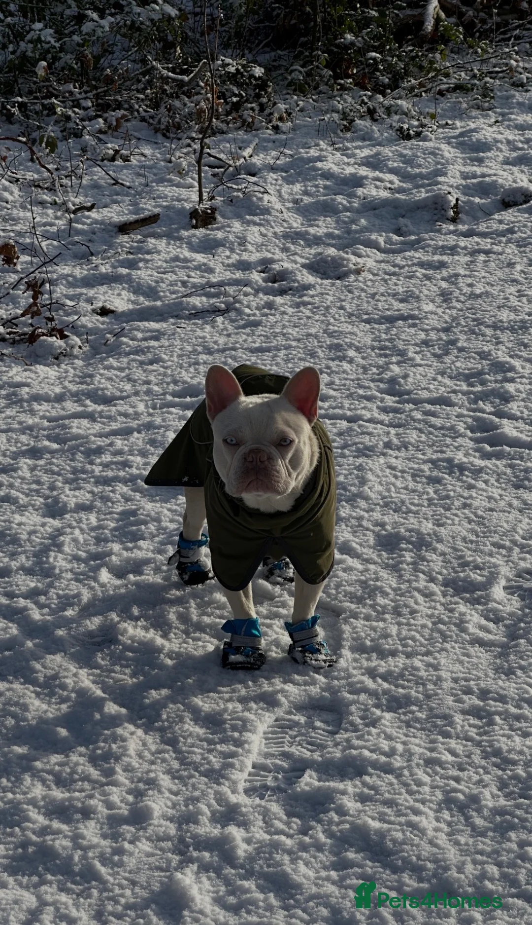 French Bulldog dogs for sale: White French bulldog in Middlesbrough - Advert 2