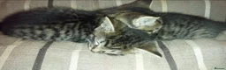 Mixed Breed cats for sale: 4 beautiful kittens looking for the forever home  in Bristol - Advert 6