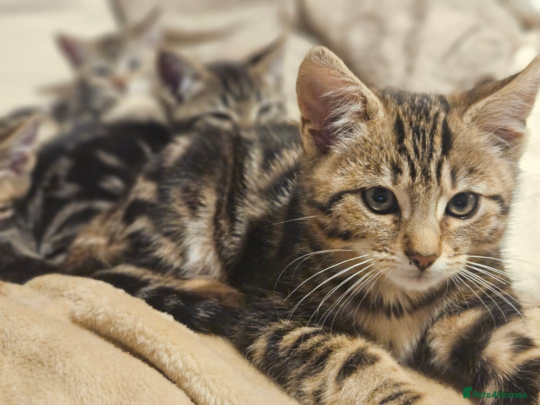 Bengal cats for sale: Adorable Half Bengal Kittens - Advert 23