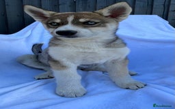 Siberian Husky dogs for sale: 4 female husky pups  - Image 3