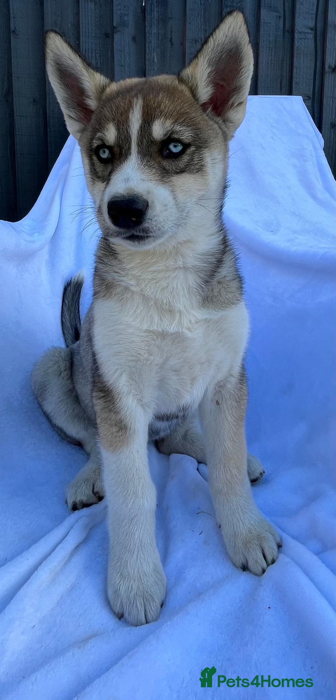Siberian Husky dogs for sale: 4 female husky pups  - Image 3