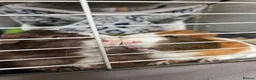 Guinea Pig rodents for sale: 2 Male Guinea Pigs -need gone asap - Advert 1