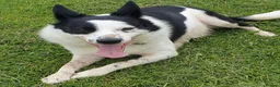 Border Collie dogs for sale: Black and white border collie  - Advert 1