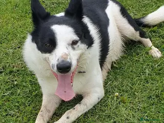 Border Collie dogs Black and white border collie - Advert 3