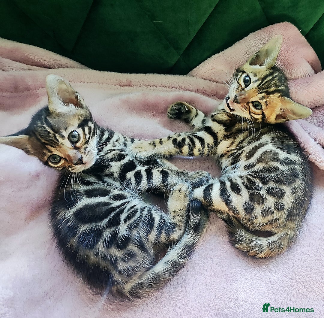 Bengal cats for sale: **✨ Lil Bengals Beautiful Pedigree Bengal Kittens✨ - Image 12