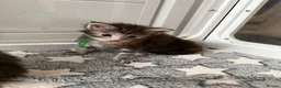 Maine Coon cats for sale: XL Red & White &  black smoke Maine Coon kittens  - Advert 17