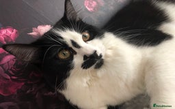 Domestic Shorthair cats for sale: 3 beautiful kittens - Image 1