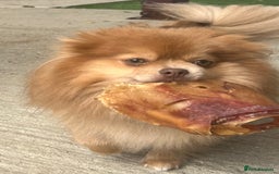 Pomeranian dogs for sale: Teddybear cuddly Retired spayed 1-2 years old  - Image 9