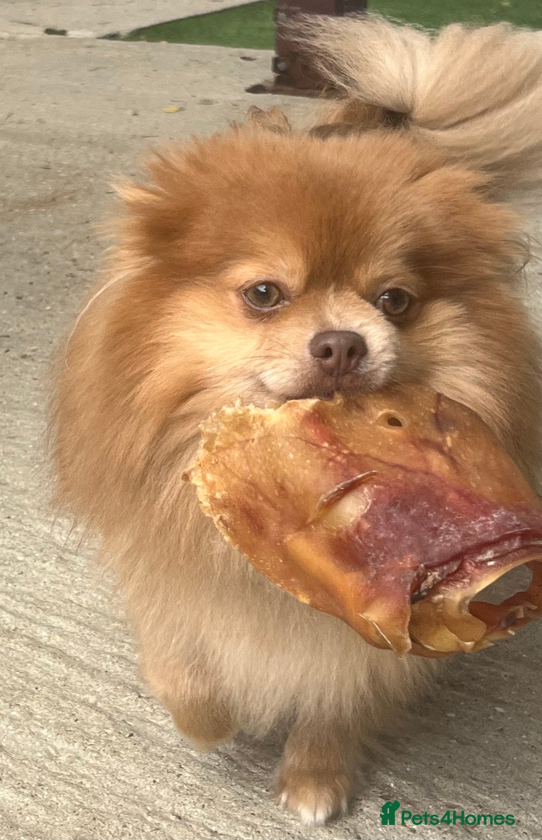 Pomeranian dogs for sale: Teddybear cuddly Retired spayed 1-2 years old  - Image 9