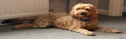 Cockapoo dogs for sale: Cockapoo F1b puppies Fox Red and Champagne  in Chesterfield - Advert 9