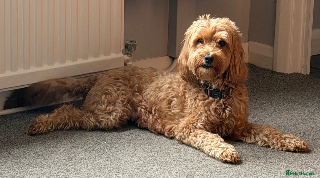 Cockapoo dogs for sale: Cockapoo F1b puppies Fox Red and Champagne  in Chesterfield - Advert 9
