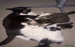 Domestic Shorthair cats for sale: Tabby kittens ready for their new homes  - Image 5