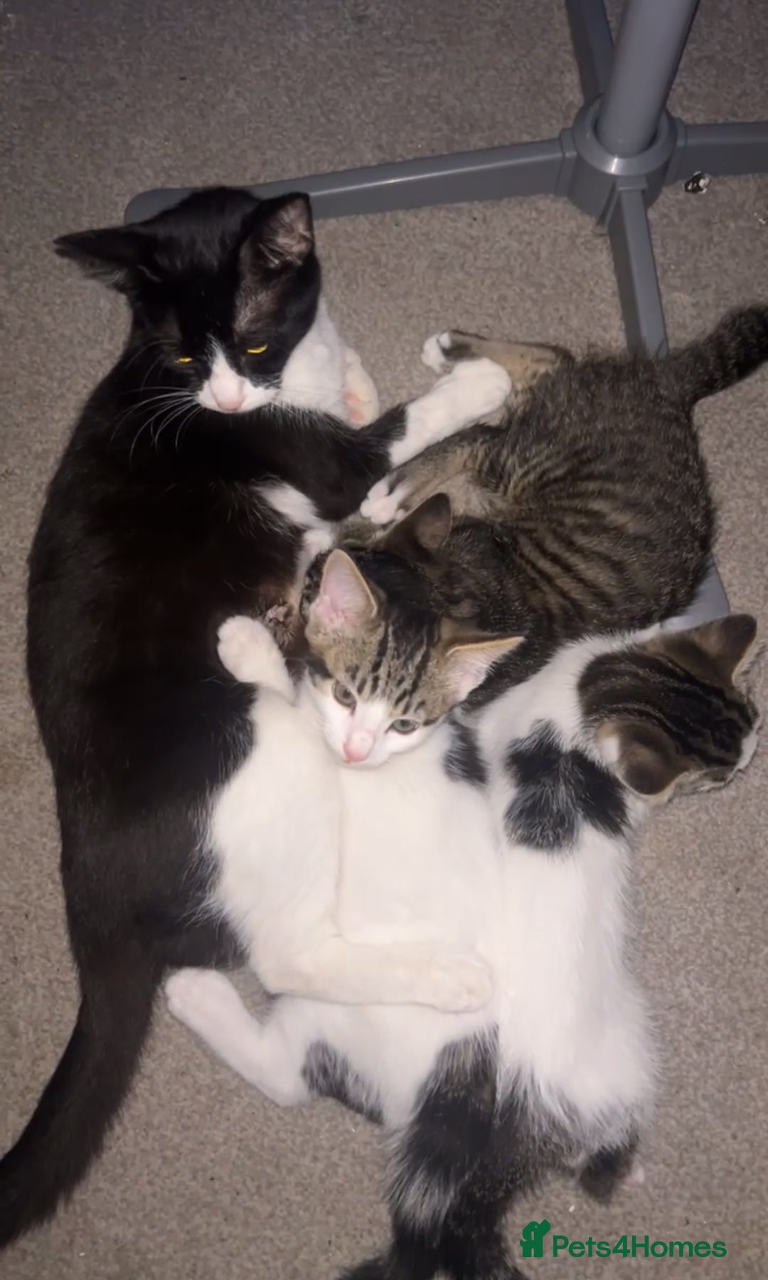 Domestic Shorthair cats for sale: Tabby kittens ready for their new homes  - Image 5