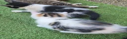 Mixed Breed cats for sale: Cute little kitten  - Advert 4