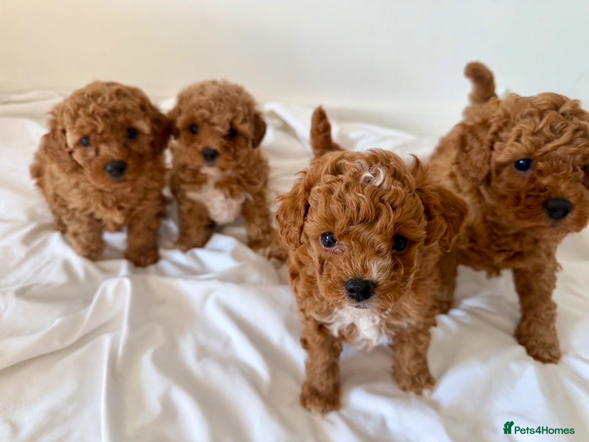 Cavapoochon dogs Toy cavapoochon puppies for sale  - Advert 1