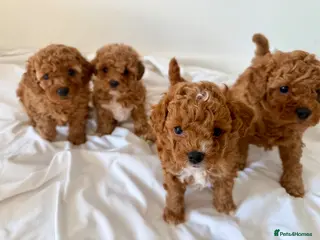 Cavapoochon dogs Toy cavapoochon puppies for sale - Advert 1